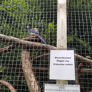 Catoctin Wildlife Preserve - Black-throated Magpie-Jay