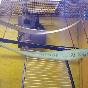 Catoctin Wildlife Preserve - Azara's Night Monkey, indoor area for Sloth