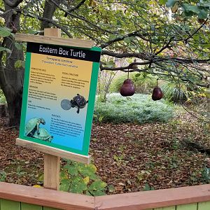 Catoctin Wildlife Preserve - Eastern Box Turtle area