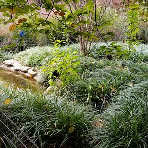 Catoctin Wildlife Preserve - Eastern Box Turtle pond