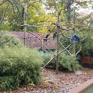 Catoctin Wildlife Preserve - Macaws