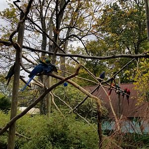 Catoctin Wildlife Preserve - Macaws