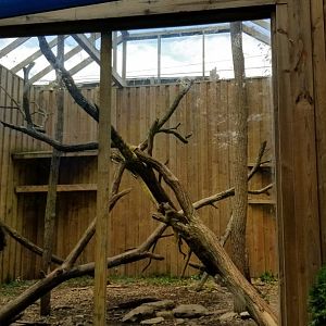 Catoctin Wildlife Preserve - Fossa exhibit