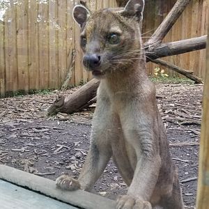 Catoctin Wildlife Preserve - Fossa <3