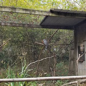 Catoctin Wildlife Preserve - Vasa Parrot, sign indicates Greater