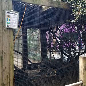 Catoctin Wildlife Preserve - Barbary Falcon