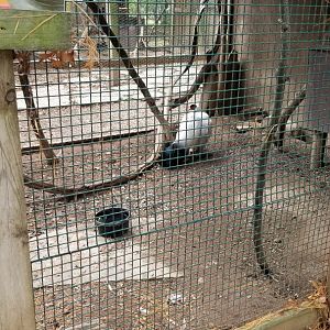 Catoctin Wildlife Preserve - White-eared Pheasant