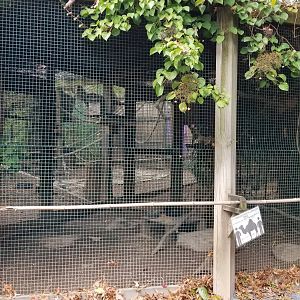 Catoctin Wildlife Preserve - Cabot's Tragopan