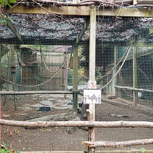 Catoctin Wildlife Preserve - B&W Ruffed Lemur, Crested Guan, what appear to be Rock Pigeon