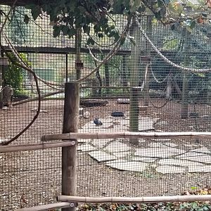 Catoctin Wildlife Preserve - B&W Ruffed Lemur, Crested Guan, what appear to be Rock Pigeon