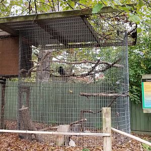 Catoctin Wildlife Preserve - Great Horned Owl