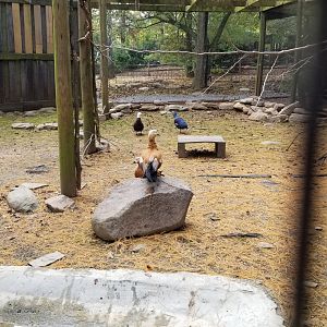 Catoctin Wildlife Preserve - Australia Aviary - Ruddy shelduck, Paradise Shelduck (?), Western Crowned Pigeon