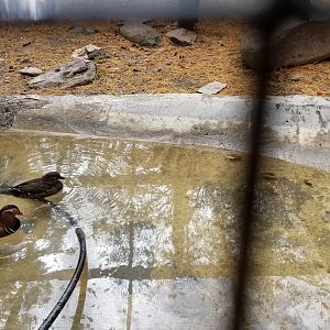 Catoctin Wildlife Preserve - Australia Aviary - Mandarin Ducks, male and female