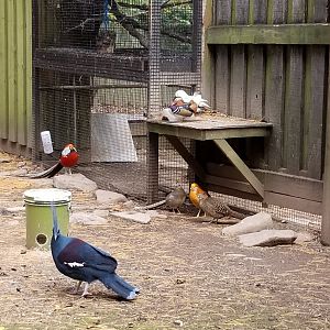 Catoctin Wildlife Preserve - Australia Aviary - Western crowned pigeon, golden pheasant, Mandarin duck inc. albino, paradise shelduck (?)