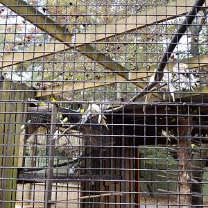 Catoctin Wildlife Preserve - Cockatiels in Budgie aviary