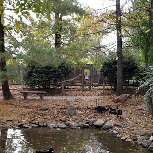 Catoctin Wildlife Preserve - Black swans, dingo exhibit across little pond (path is a loop)