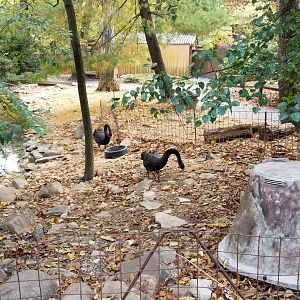 Catoctin Wildlife Preserve - Black swans