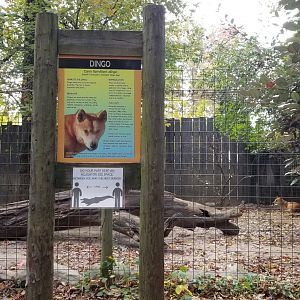 Catoctin Wildlife Preserve - Dingos