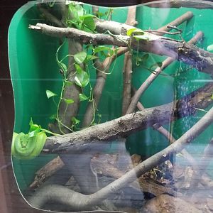 Catoctin Wildlife Preserve - "Australia Reptiles" - Green tree python
