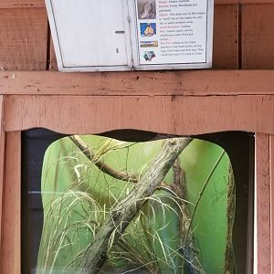 Catoctin Wildlife Preserve - "Australia Reptiles" - Blue-tongued Skink