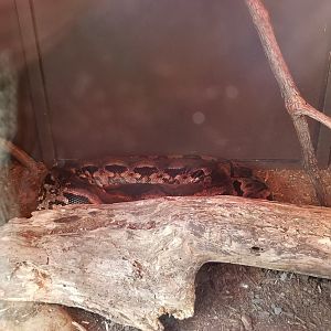 Catoctin Wildlife Preserve - "Australia Reptiles" - Madagascar Ground Boa