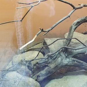 Catoctin Wildlife Preserve - "Australia Reptiles" - Spotted Python