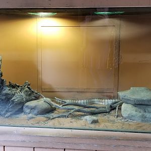 Catoctin Wildlife Preserve - "Australia Reptiles" - Woma Python
