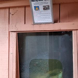 Catoctin Wildlife Preserve - "Australia Reptiles" - Murray River Turtle
