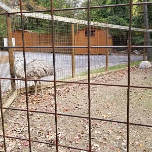 Catoctin Wildlife Preserve - Emus