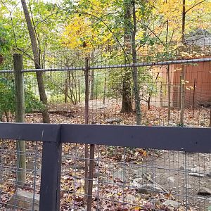Catoctin Wildlife Preserve - Cassowary, Cape Barren Goose