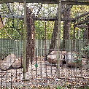 Catoctin Wildlife Preserve - Booted Macaques