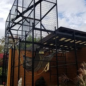 Catoctin Wildlife Preserve - Olive baboons