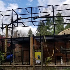 Catoctin Wildlife Preserve - Olive baboons