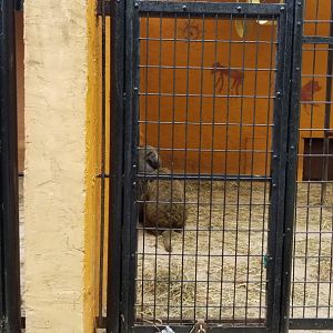 Catoctin Wildlife Preserve - Olive baboons