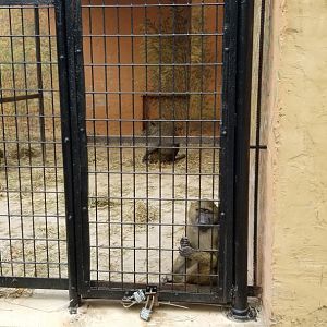 Catoctin Wildlife Preserve - Olive baboons