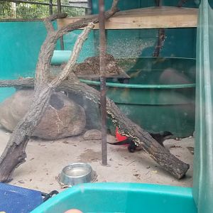 Catoctin Wildlife Preserve - Asian Small-clawed Otters