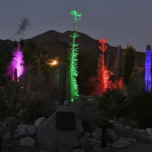 boojum garden at night