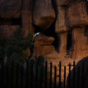 puma exhibit at dusk