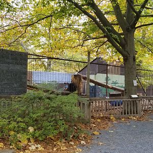 Catoctin Wildlife Preserve - Sun bears
