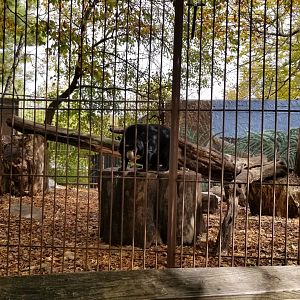 Catoctin Wildlife Preserve - Sun bears