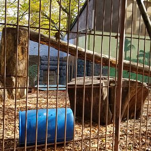 Catoctin Wildlife Preserve - Sun bears