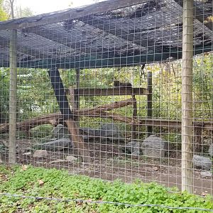 Catoctin Wildlife Preserve - Amur leopard