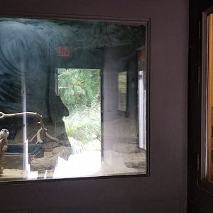 Catoctin Wildlife Preserve - Meerkats