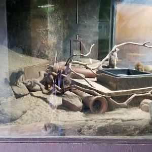 Catoctin Wildlife Preserve - Meerkats