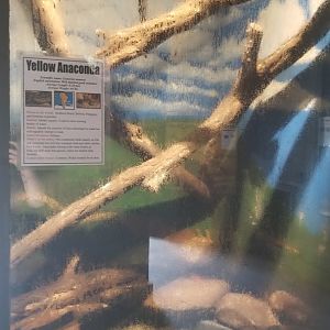 Catoctin Wildlife Preserve - Yellow anaconda