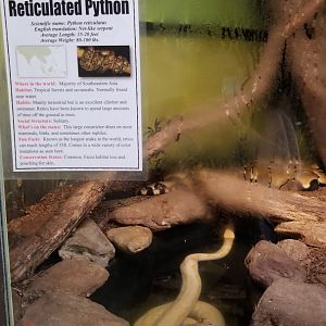 Catoctin Wildlife Preserve - Reticulateds