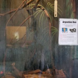 Catoctin Wildlife Preserve - Argentine Boa