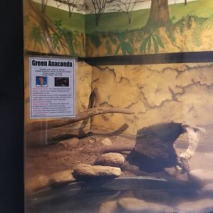 Catoctin Wildlife Preserve - Green anaconda