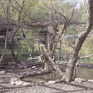 Catoctin Wildlife Preserve - Sacred Ibis, Abdim's Stork