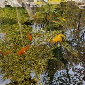 Catoctin Wildlife Preserve - Koi feeding area